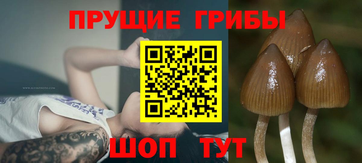 Нурлат  Псилоцибиновые грибы прущие грибы  хочу   Вход с VPN 